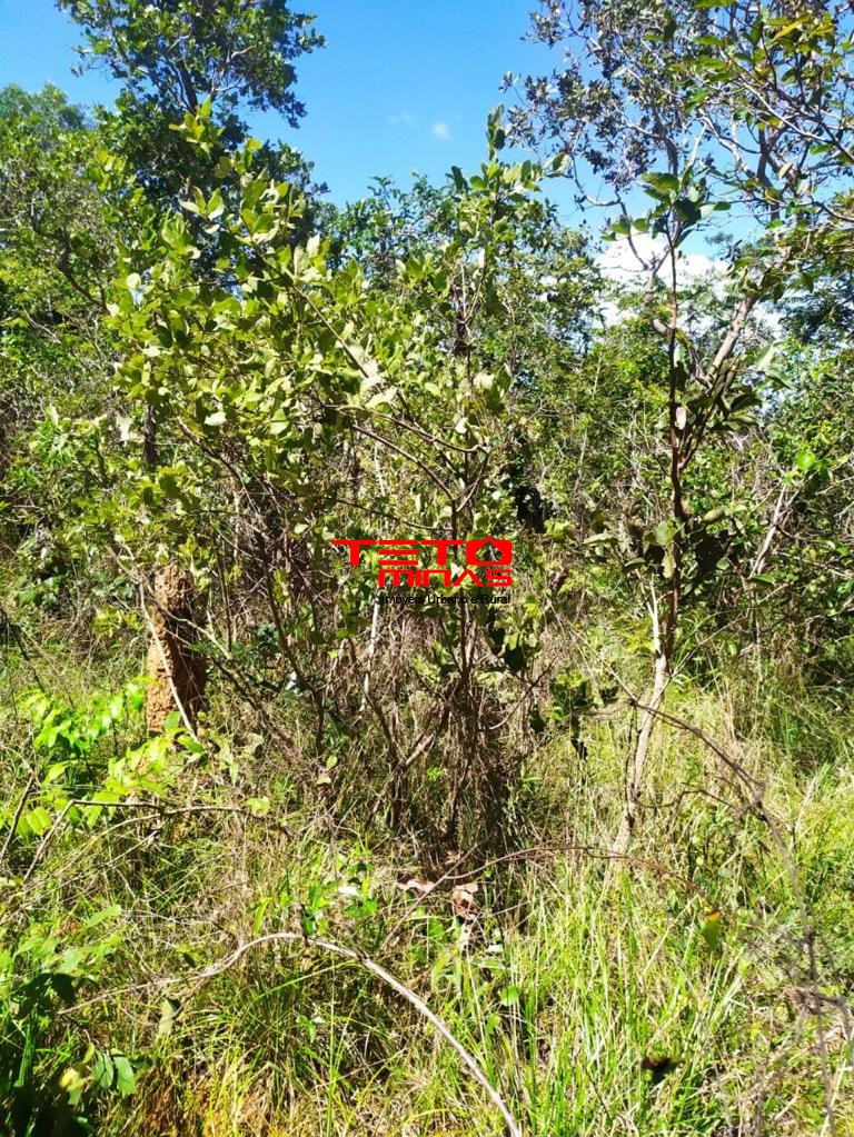 Haras e Área Rural Padrão à venda, 700m² - Foto 7