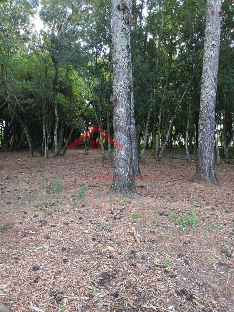 Haras e Área Rural Padrão à venda, 4m² - Foto 4