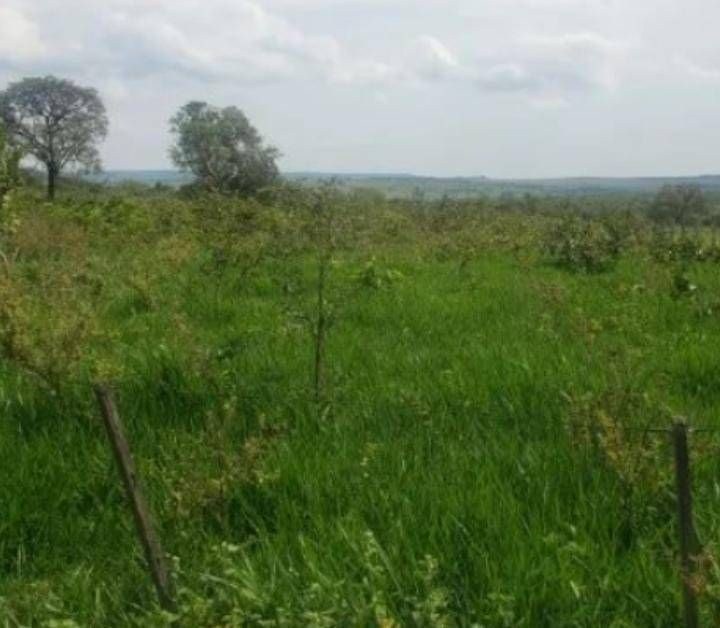 Fazenda - Foto 10
