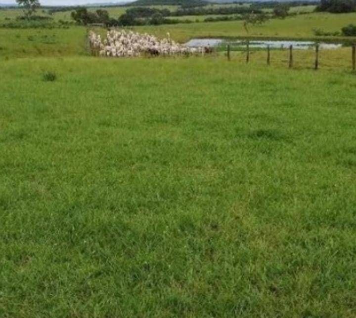 Fazenda - Foto 13