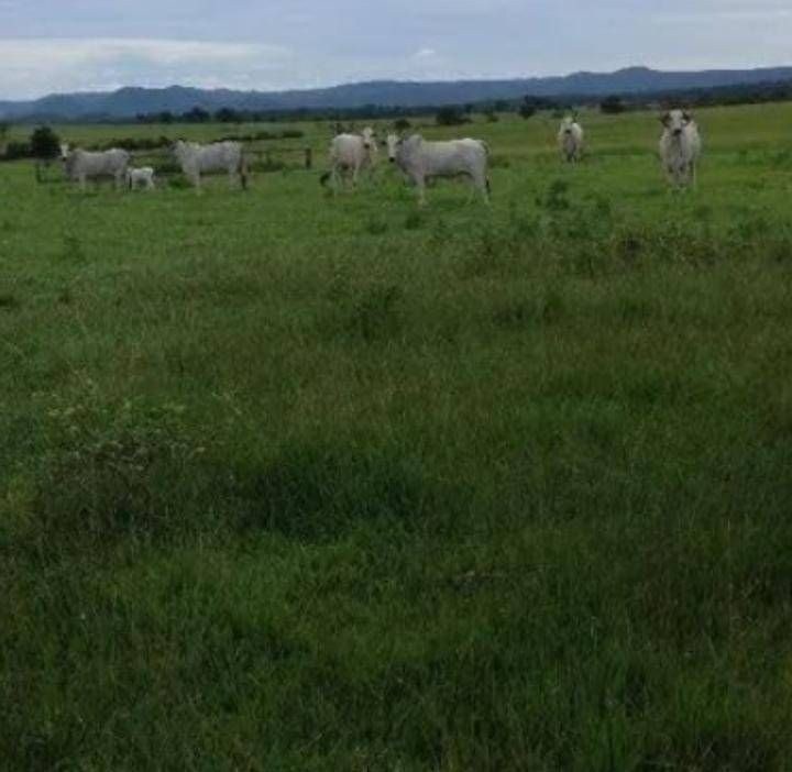 Fazenda - Foto 11