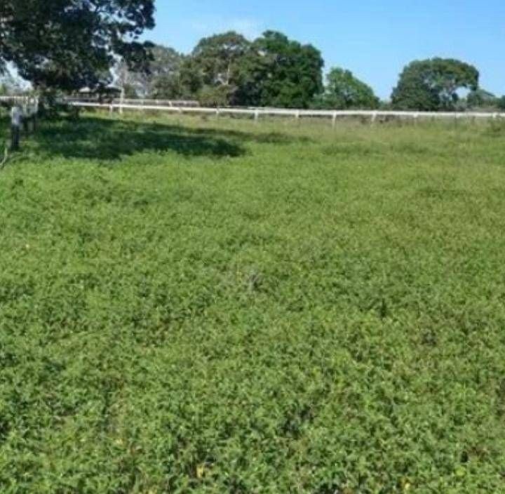 Fazenda - Foto 2