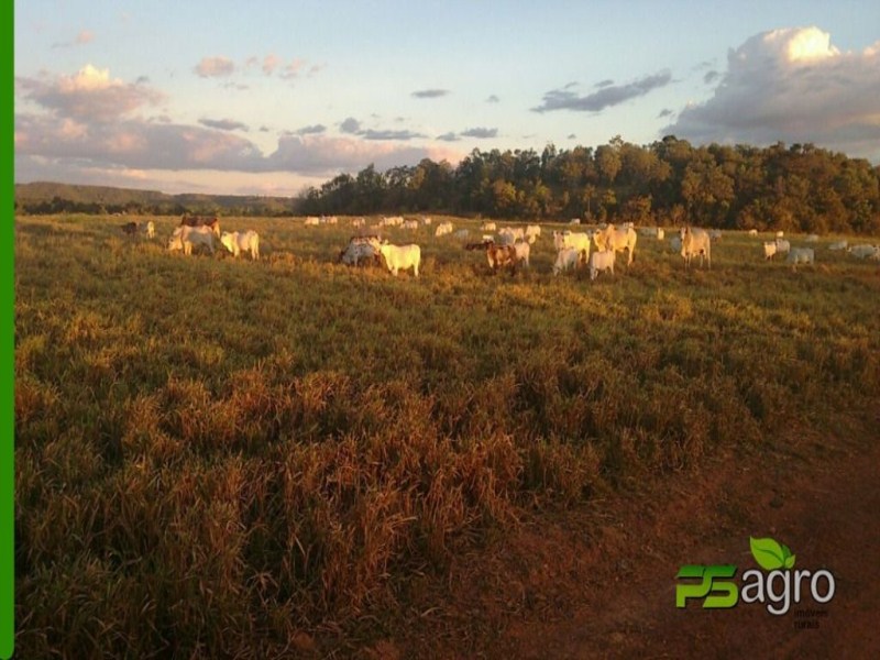 Fazenda-Sítio-Chácara, 19000 hectares - Foto 4