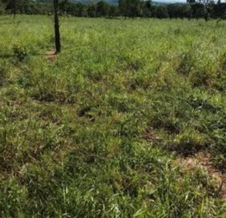 Fazenda - Foto 4
