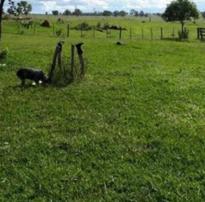 Fazenda - Foto 12