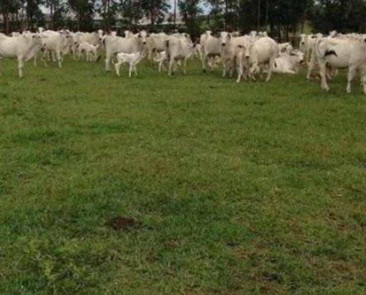 Fazenda - Foto 14