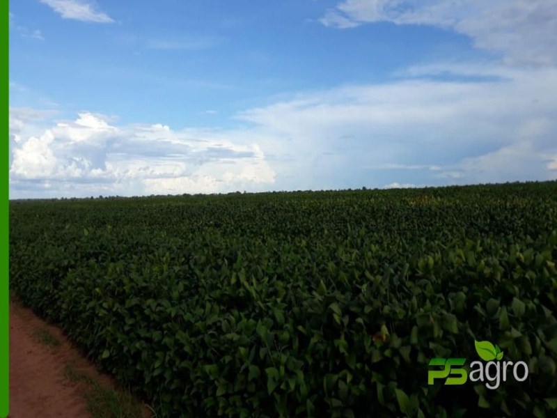 Fazenda-Sítio-Chácara, 4800 hectares - Foto 2