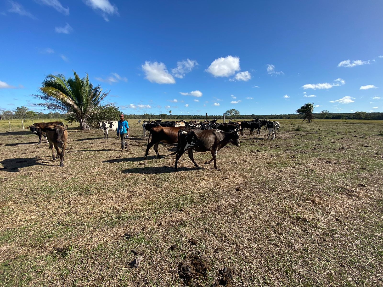 Fazenda à venda com 3 quartos - Foto 15