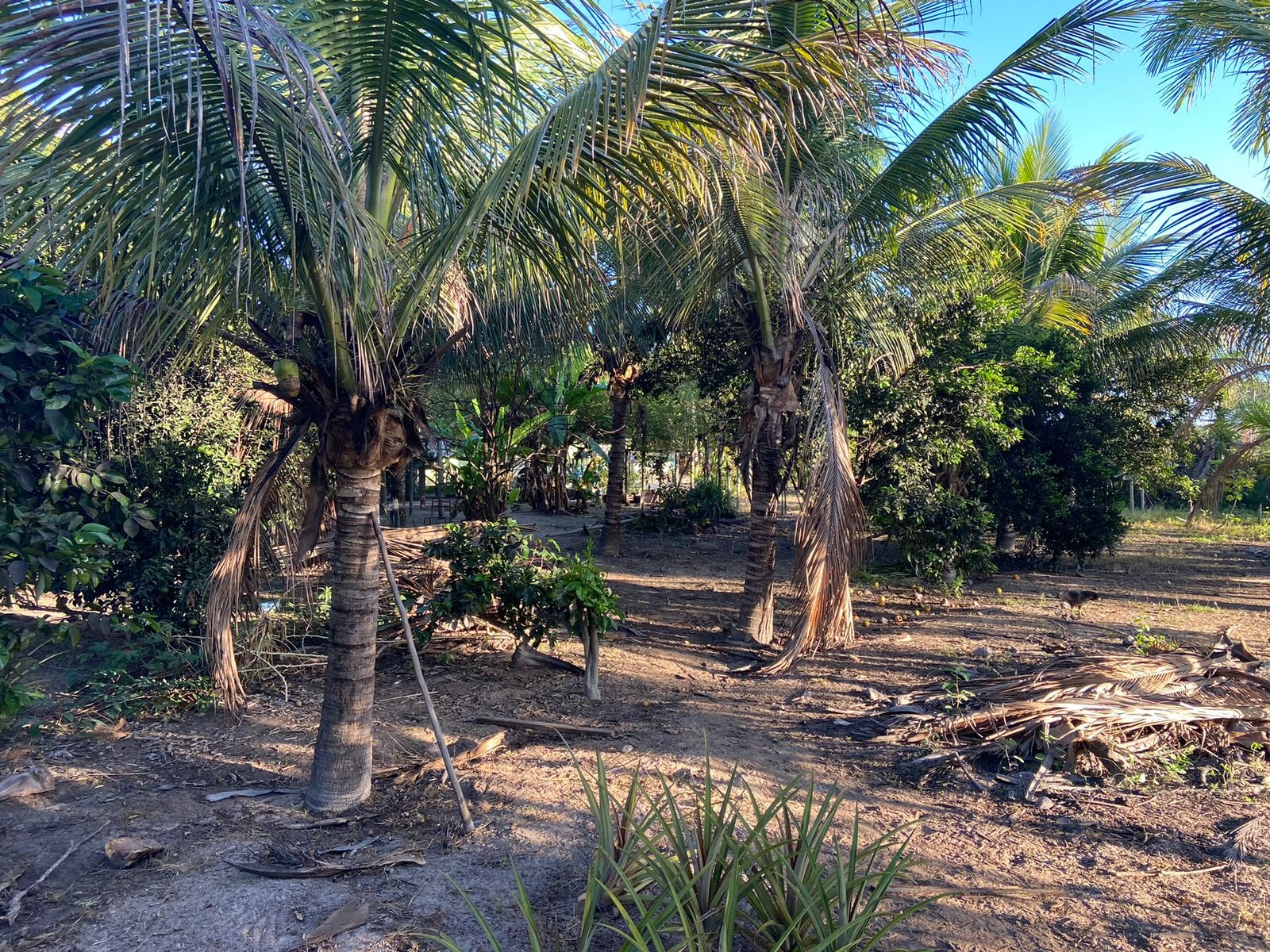 Fazenda à venda com 3 quartos - Foto 7