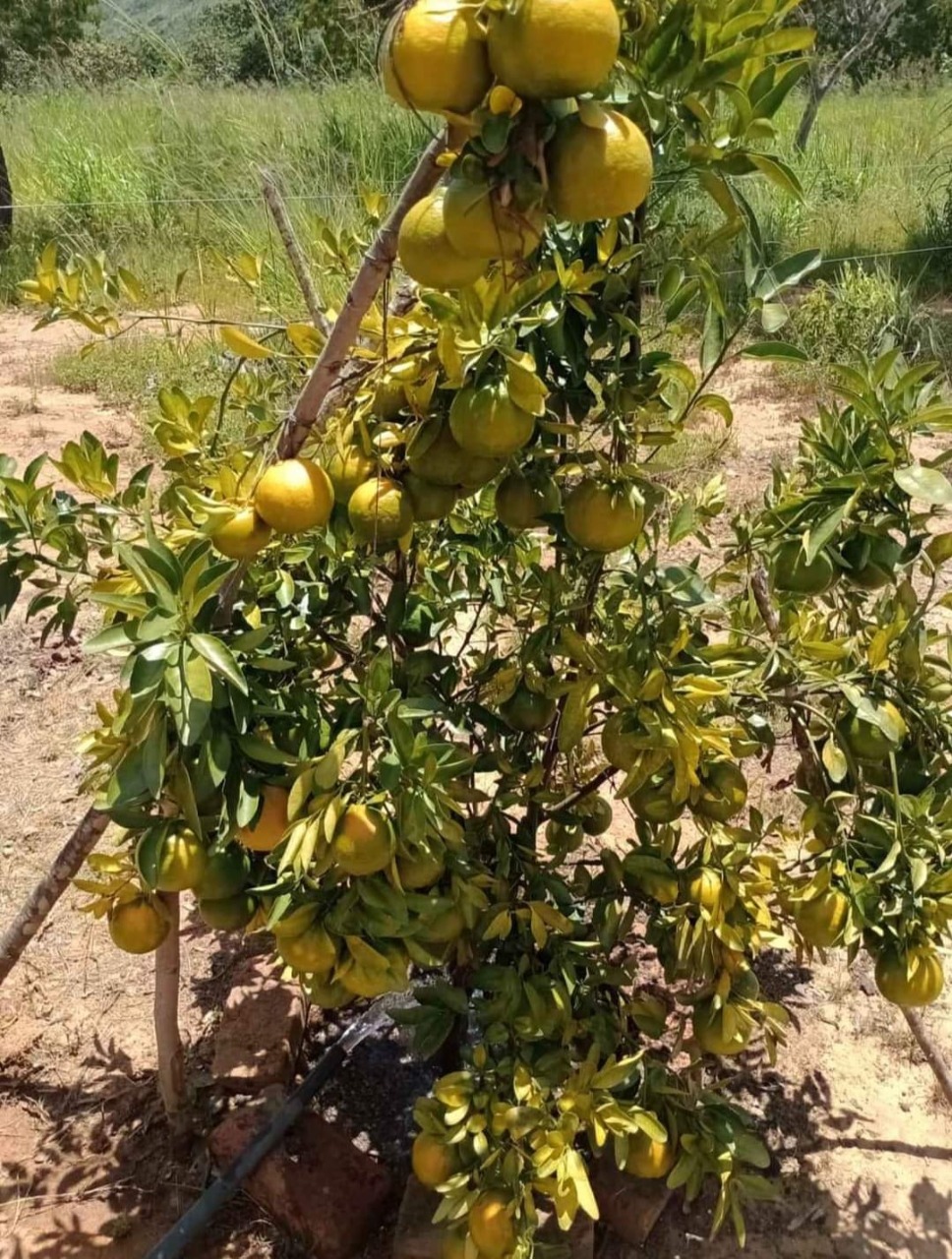 Fazenda à venda - Foto 2