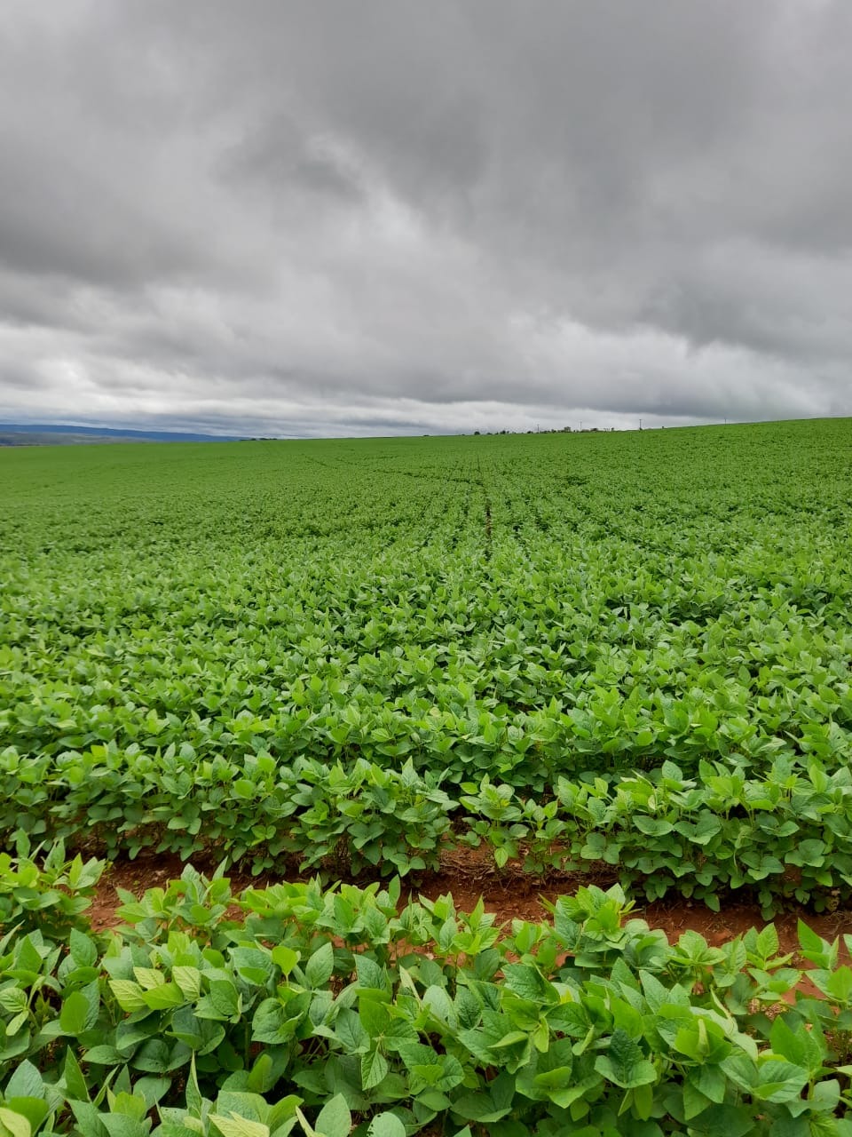 Fazenda à venda, 135m² - Foto 4