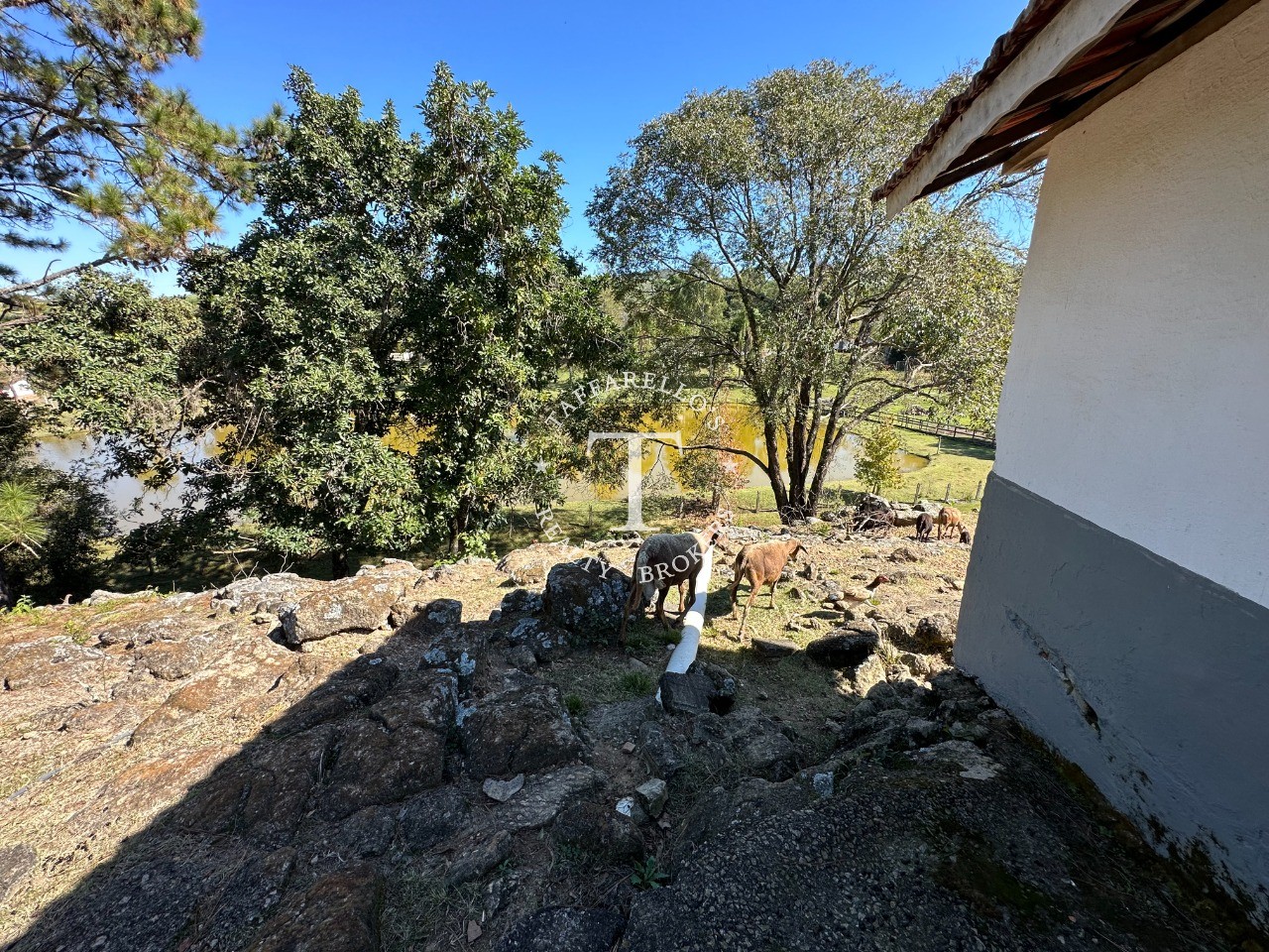 Fazenda à venda com 5 quartos, 1000m² - Foto 67