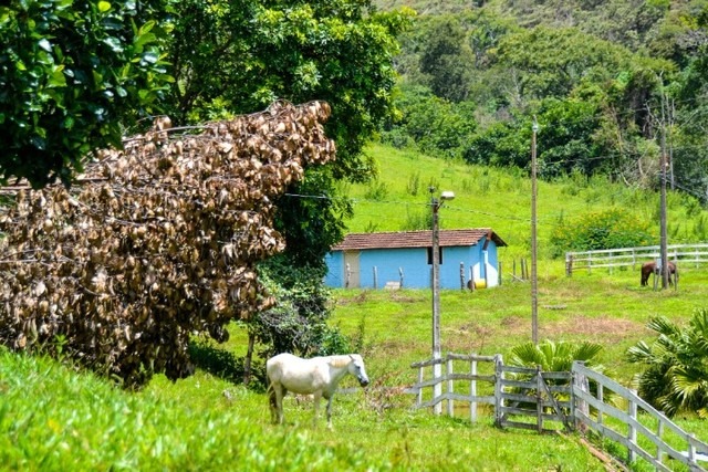 Fazenda à venda com 7 quartos, 650m² - Foto 12