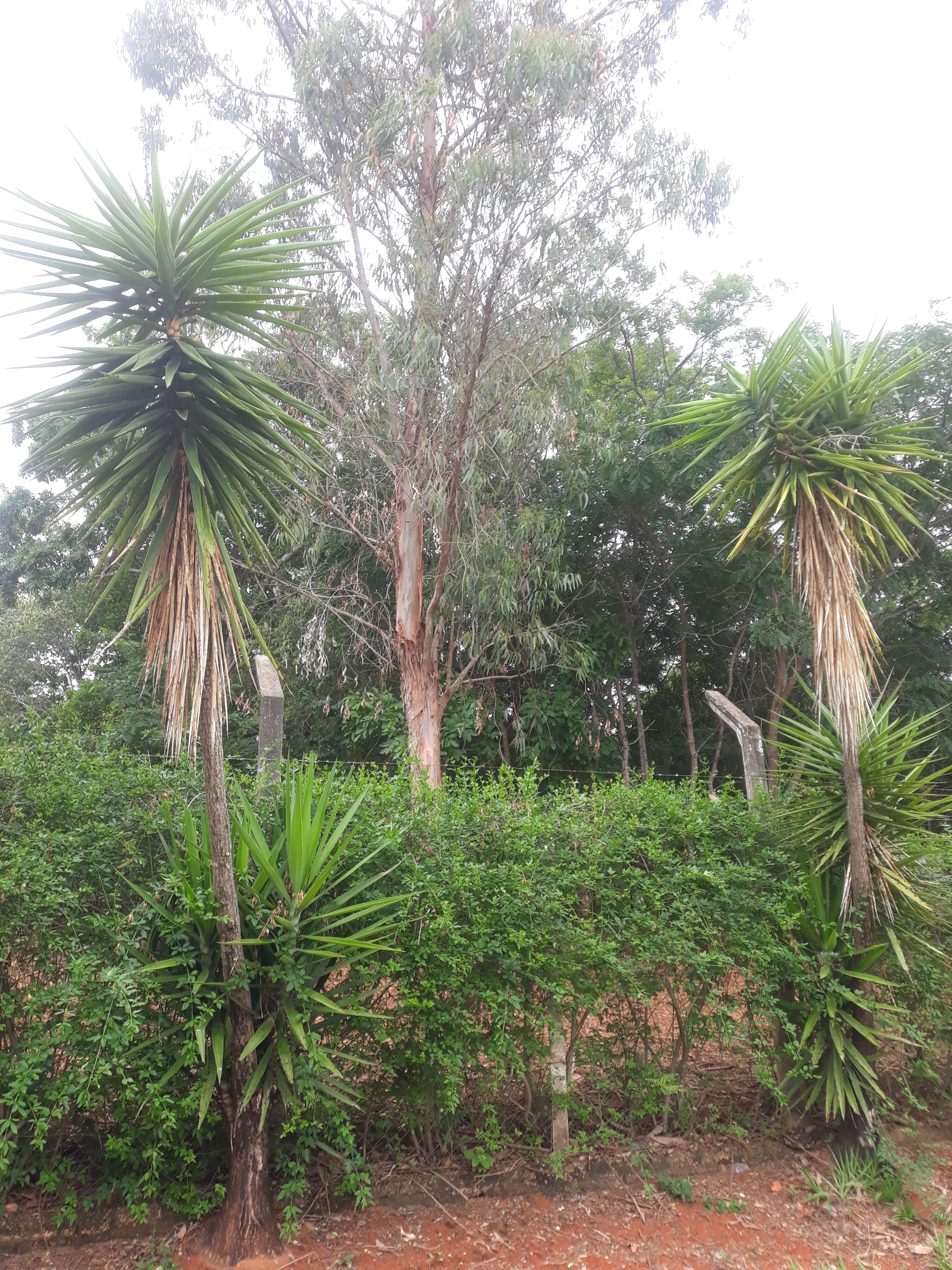 Terreno à venda, 2000m² - Foto 6