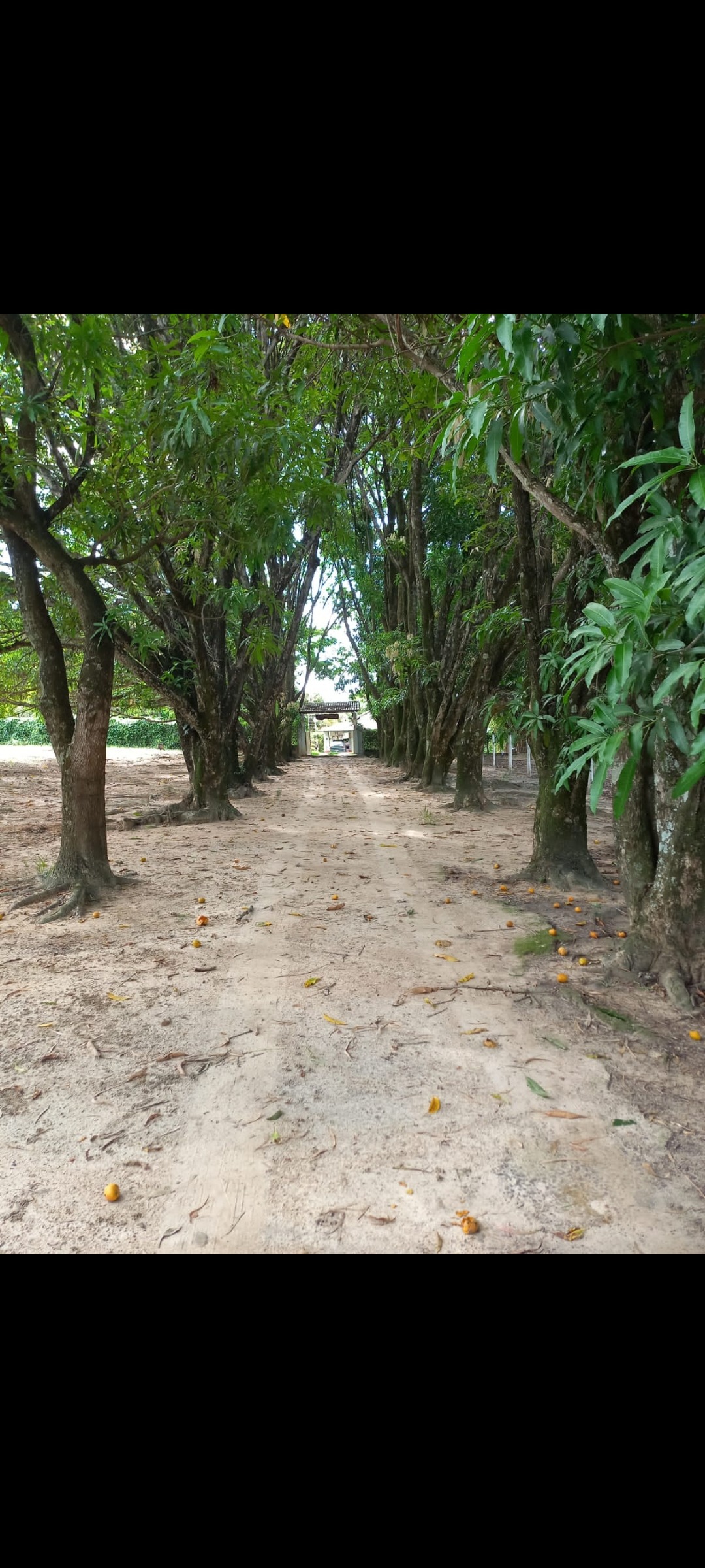 Fazenda à venda com 6 quartos, 500m² - Foto 14