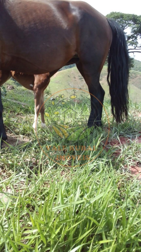 Haras e Área Rural Padrão à venda com 2 quartos, 40m² - Foto 7