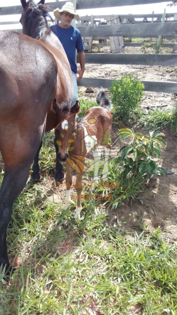 Haras e Área Rural Padrão à venda com 2 quartos, 40m² - Foto 8