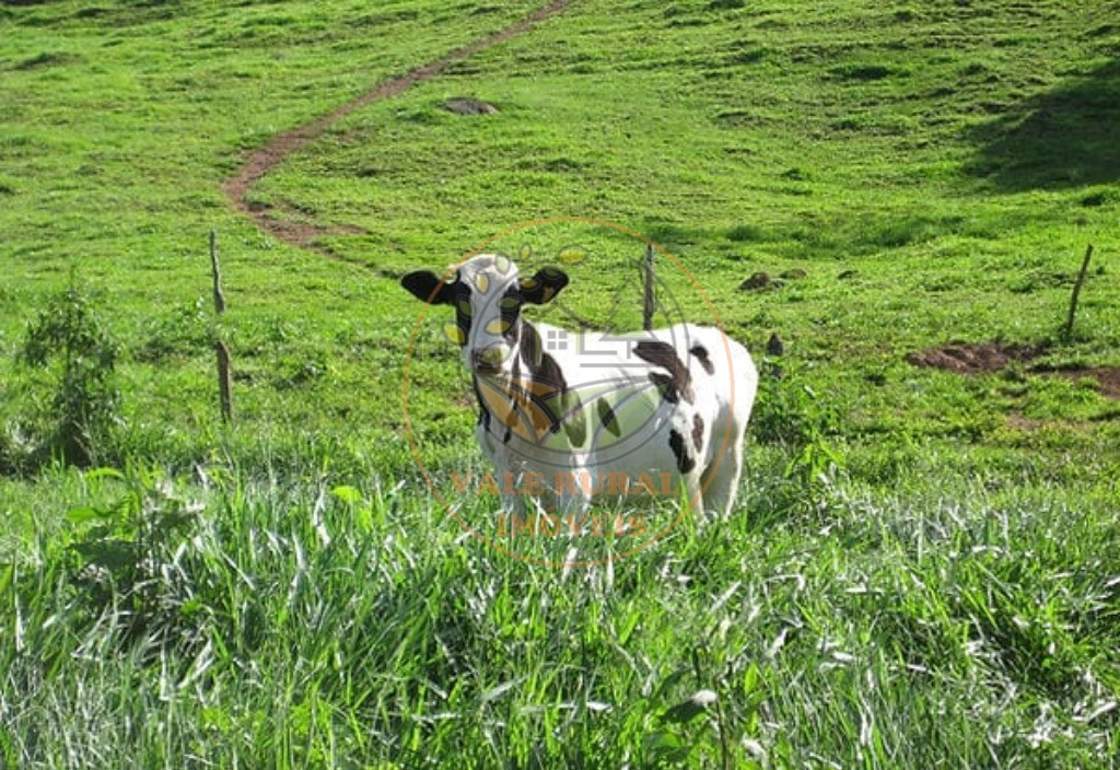 Fazenda à venda com 5 quartos, 101m² - Foto 5