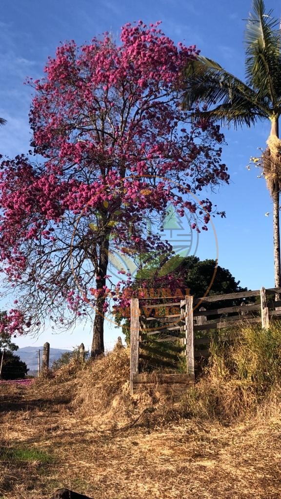 Fazenda à venda com 3 quartos, 20m² - Foto 10