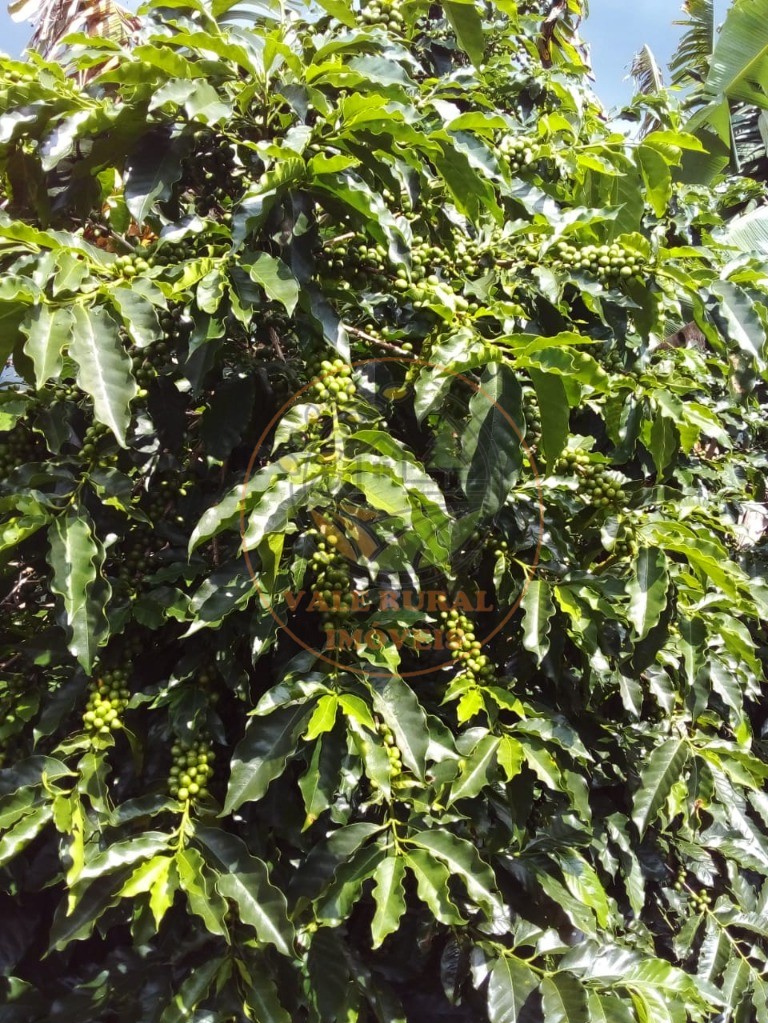 Fazenda à venda com 3 quartos, 20m² - Foto 20