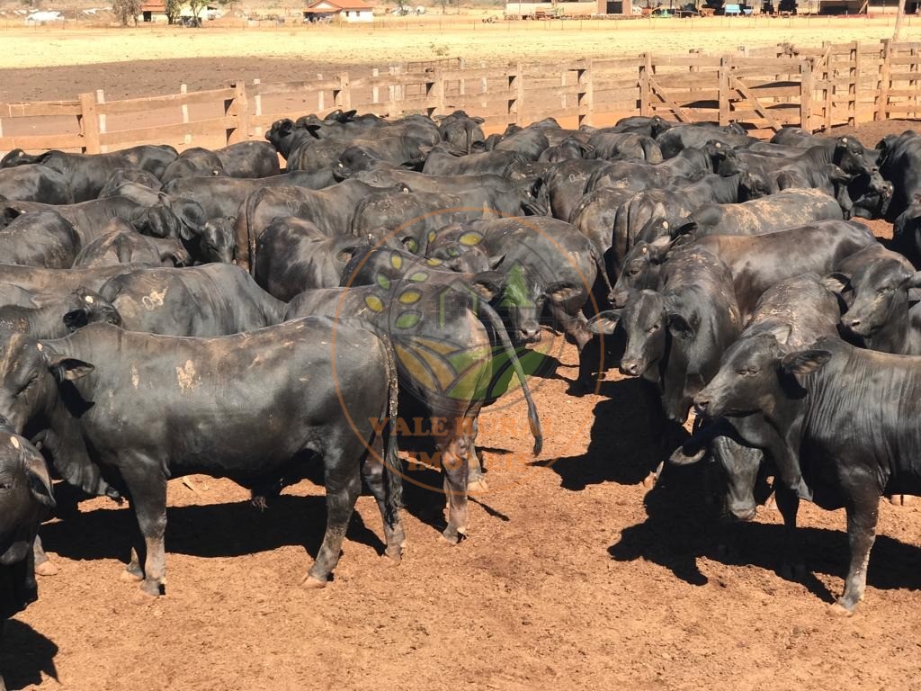 Fazenda à venda com 10 quartos, 13958m² - Foto 11