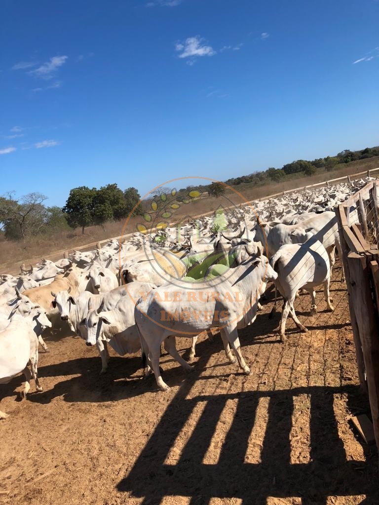 Fazenda à venda com 10 quartos, 13958m² - Foto 9