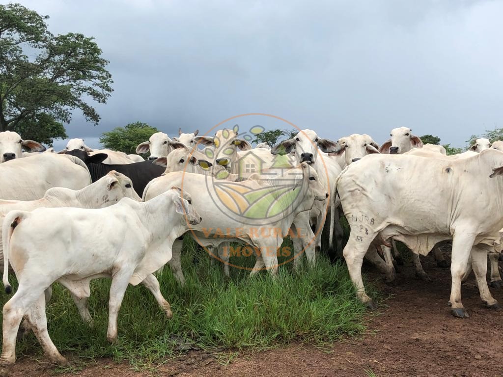 Fazenda à venda com 10 quartos, 13958m² - Foto 2