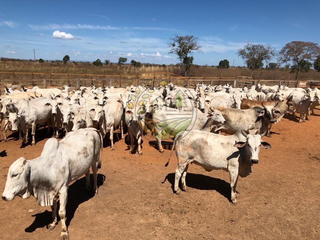 Fazenda à venda com 10 quartos, 13958m² - Foto 1