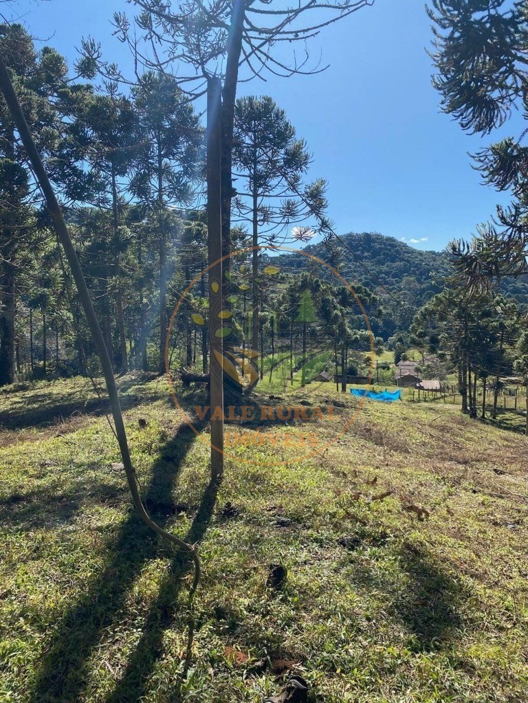 Haras e Área Rural Padrão à venda, 46000m² - Foto 3