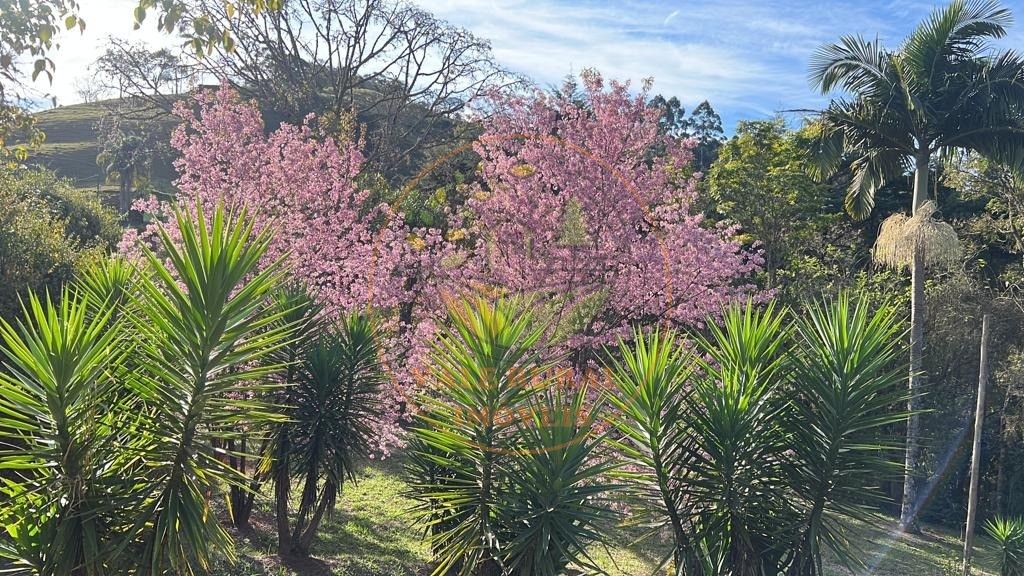 Chácara à venda com 3 quartos, 10000m² - Foto 4