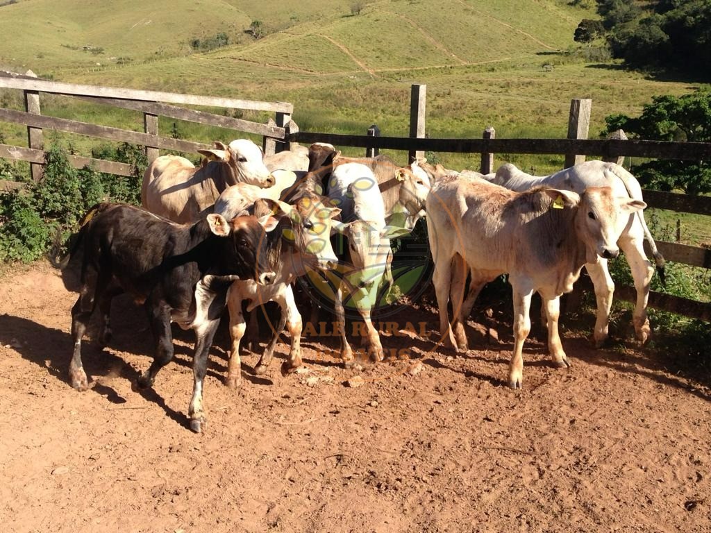 Fazenda à venda com 8 quartos, 114m² - Foto 11