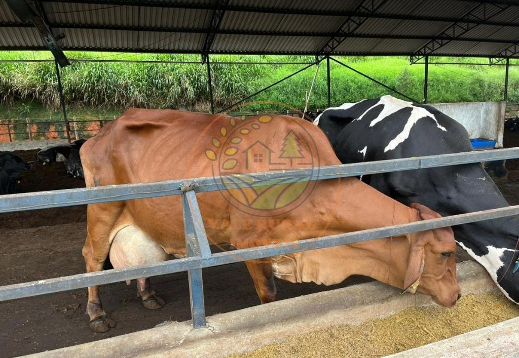 Fazenda à venda com 8 quartos, 114m² - Foto 10