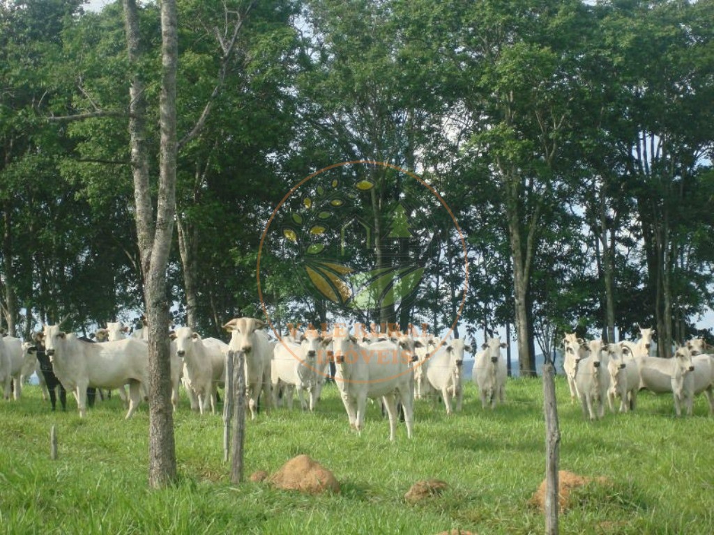 Fazenda à venda com 3 quartos, 607m² - Foto 1