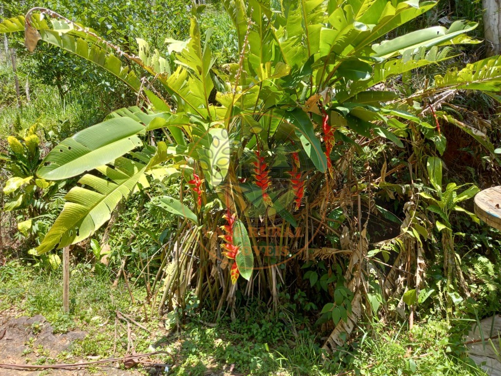 Chácara à venda com 4 quartos, 3000m² - Foto 11