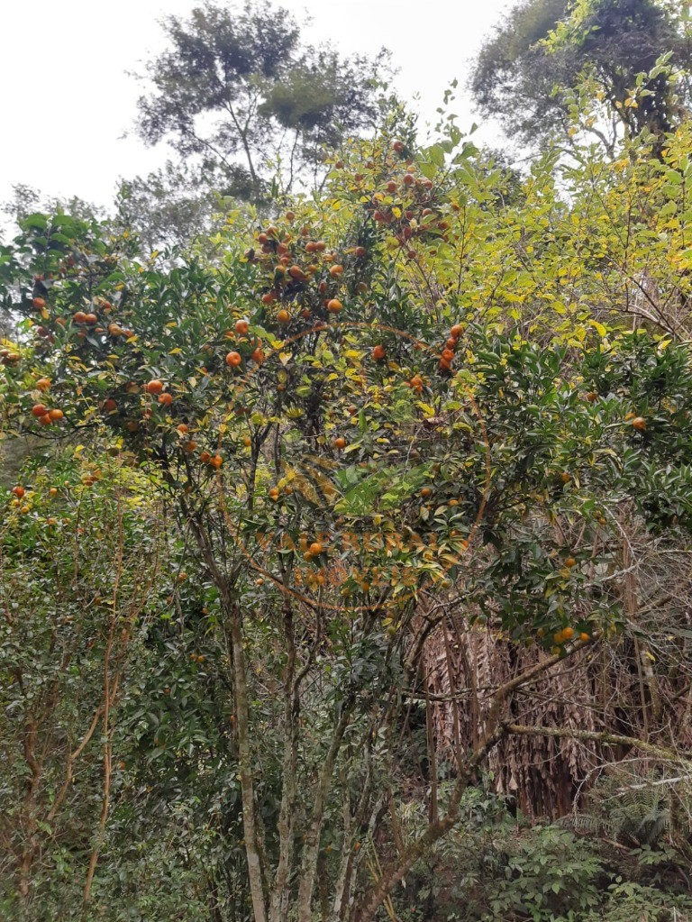 Chácara à venda com 3 quartos, 10000m² - Foto 19