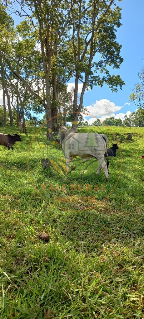 Fazenda à venda com 1 quarto, 85m² - Foto 16