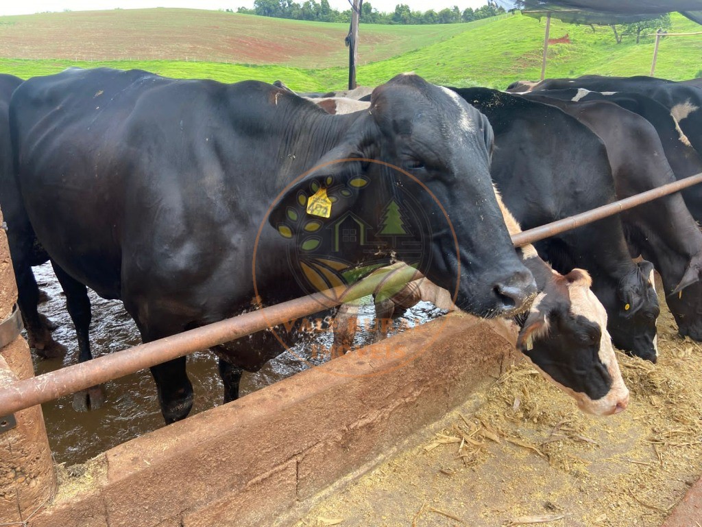 Fazenda à venda com 2 quartos, 47m² - Foto 7