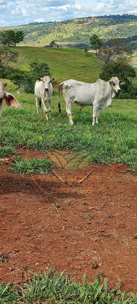 Fazenda à venda com 1 quarto, 85m² - Foto 15