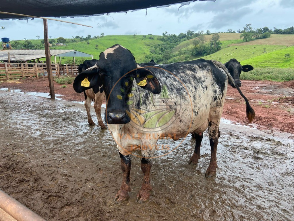 Fazenda à venda com 2 quartos, 47m² - Foto 10