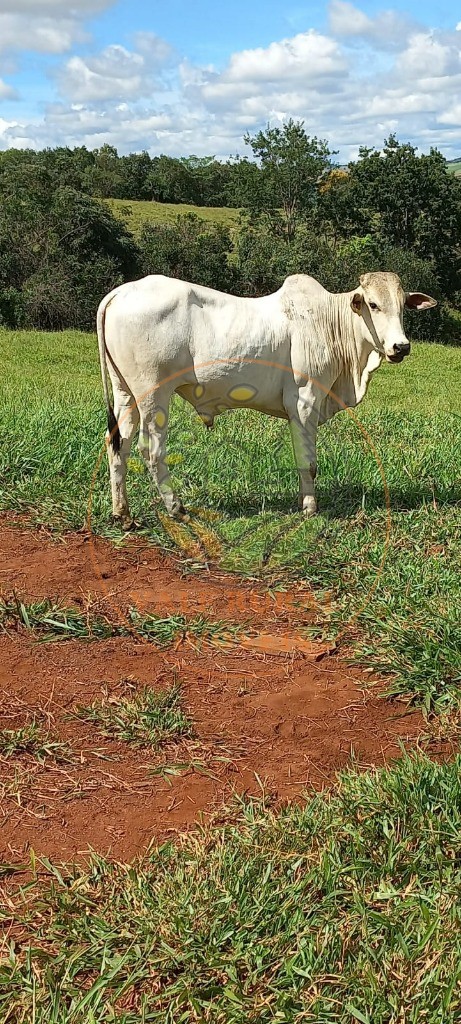 Fazenda à venda com 1 quarto, 85m² - Foto 4