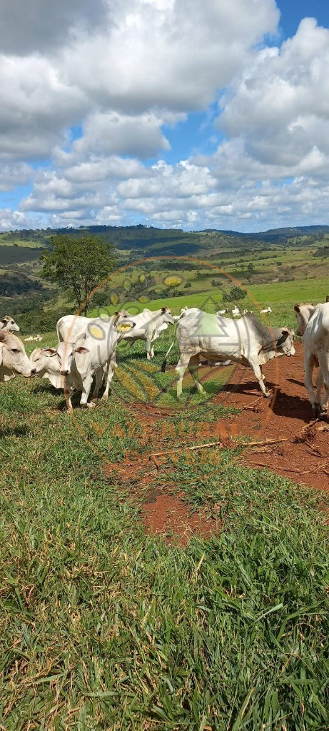 Fazenda à venda com 1 quarto, 85m² - Foto 13