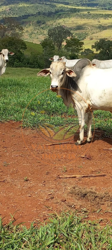 Fazenda à venda com 1 quarto, 85m² - Foto 14