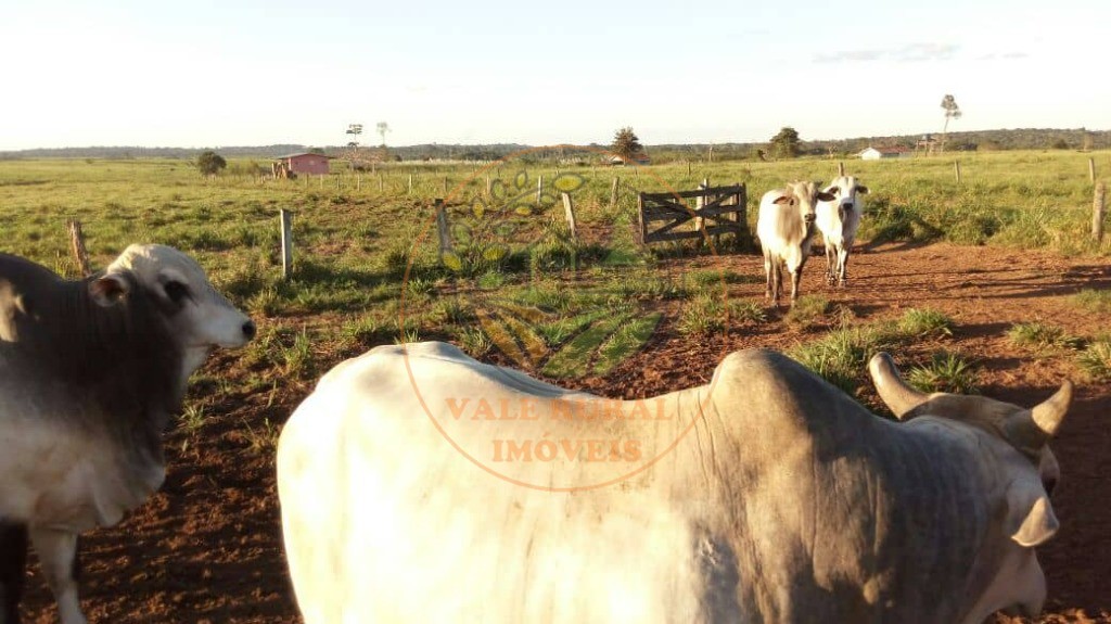 Fazenda à venda com 1 quarto, 1000m² - Foto 6