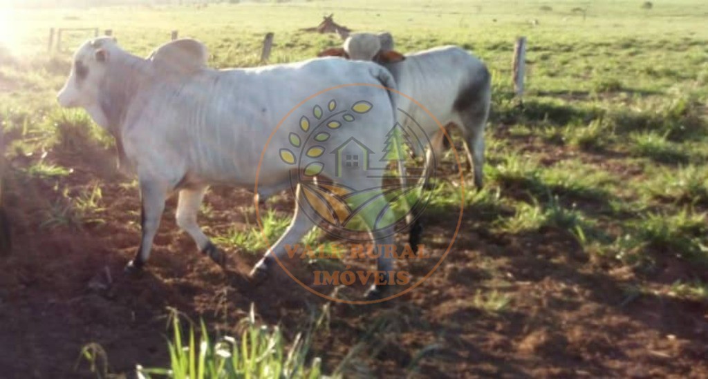 Fazenda à venda com 1 quarto, 1000m² - Foto 7