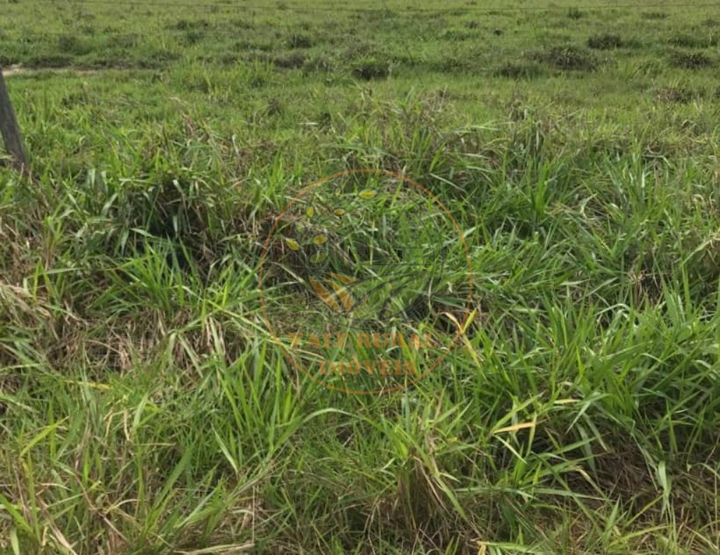 Fazenda à venda com 1 quarto, 1000m² - Foto 37