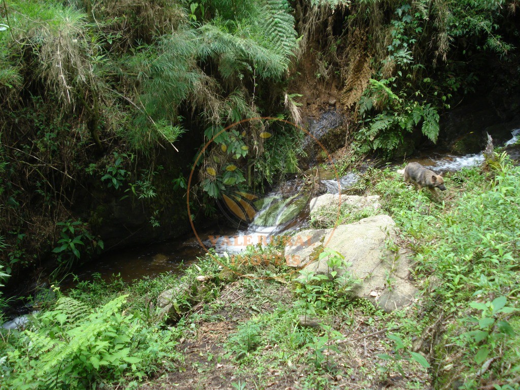 Haras e Área Rural Padrão à venda - Foto 38