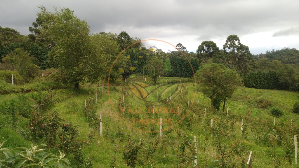 Haras e Área Rural Padrão à venda - Foto 33