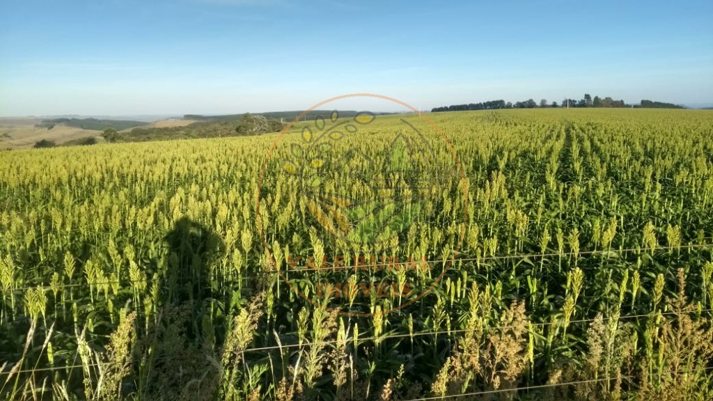 Fazenda à venda - Foto 8