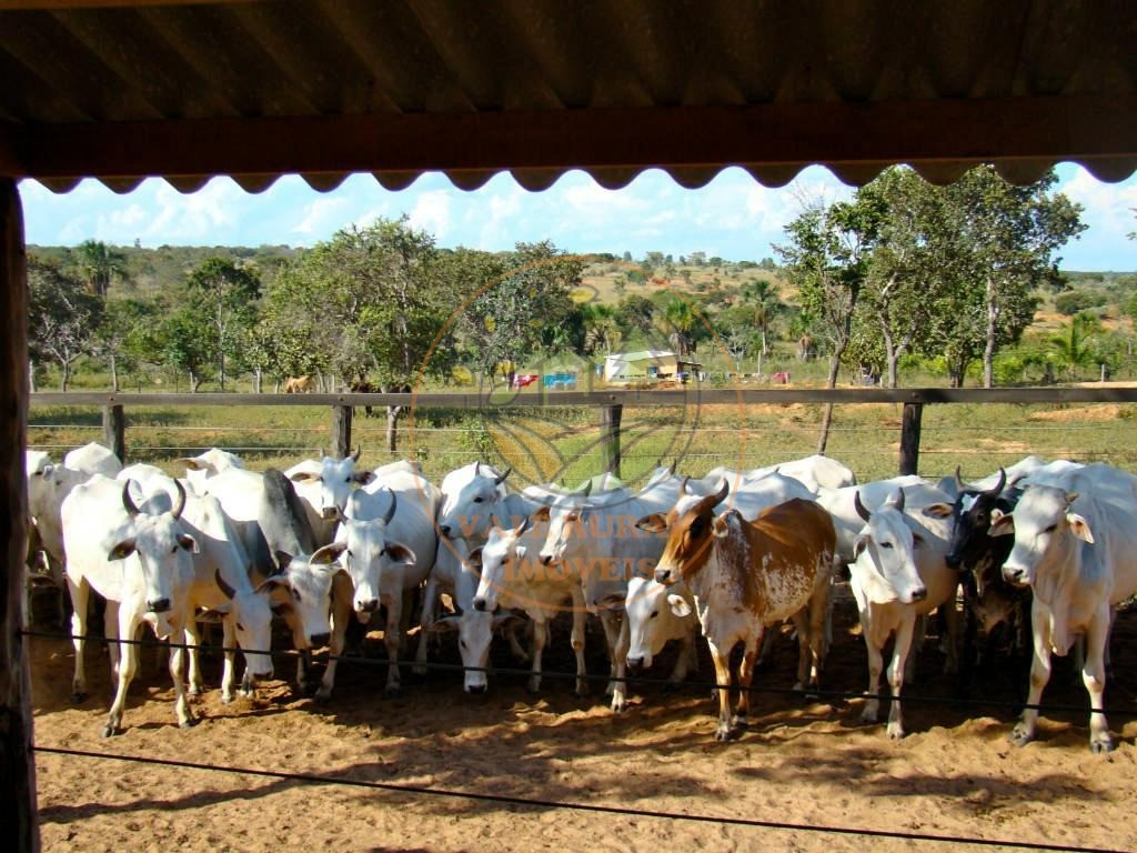 Fazenda à venda com 4 quartos - Foto 8