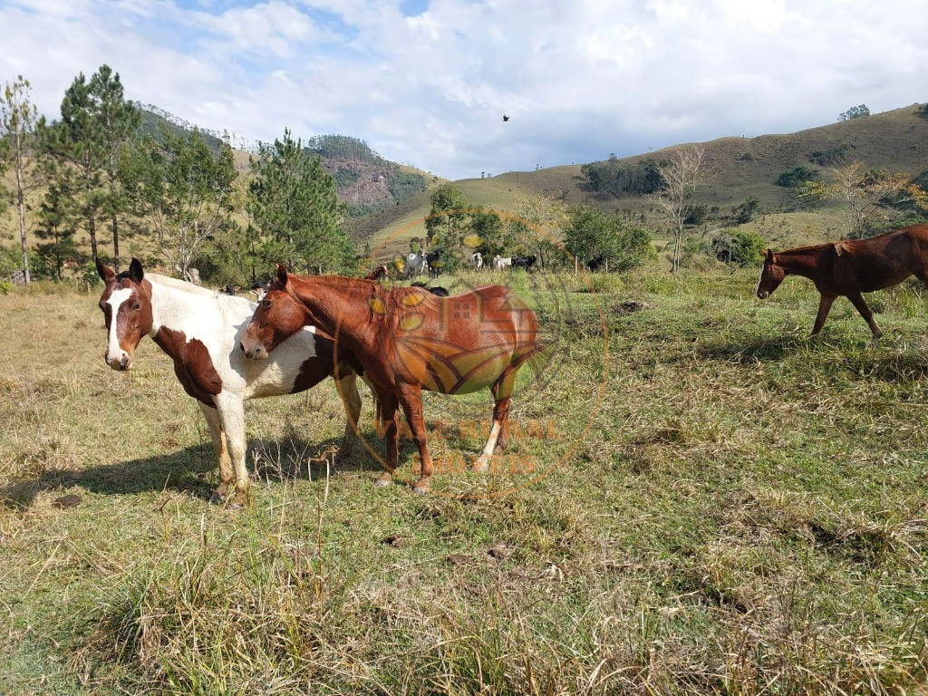 Fazenda à venda com 2 quartos, 20m² - Foto 39